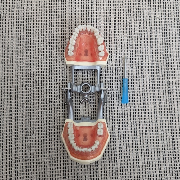 Typodont - Picture 7 of 7